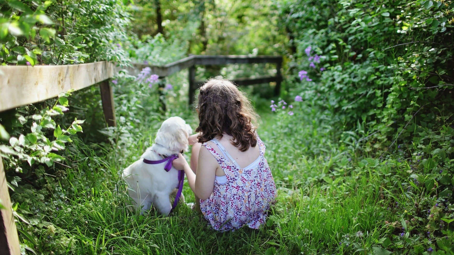 The positive effect that CBD can have on animals - El Capitan | Smoking Accessories
