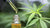 What is CBD Oil and what can it do? - El Capitan | Smoking Accessories