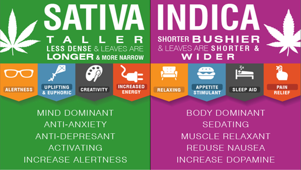 Sativa vs. Indica - El Capitan | Smoking Accessories