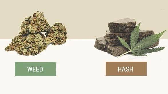 What Is the Difference Between Hash and Weed? - El Capitan | Smoking Accessories