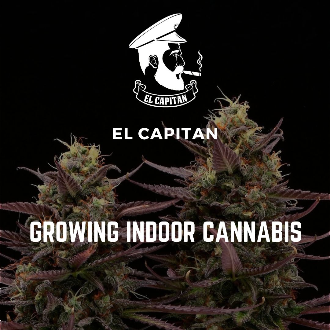 How To Grow Cannabis