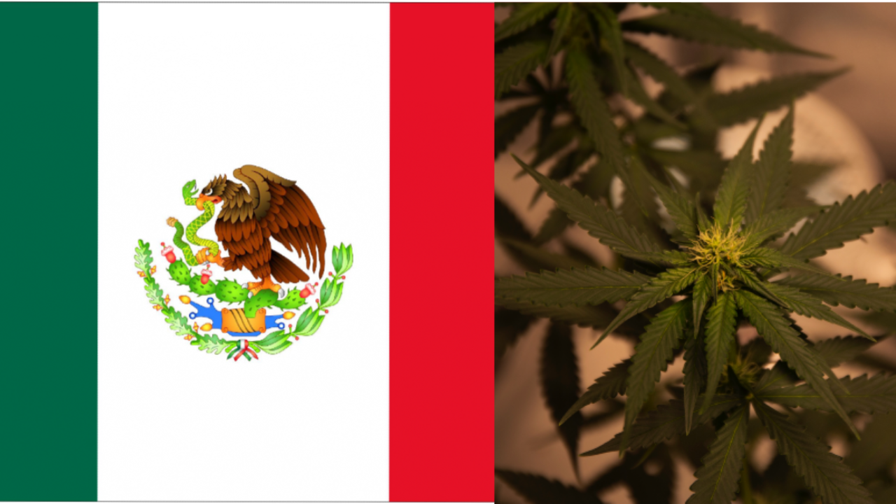 mexico-flag-and-marijuana-plant