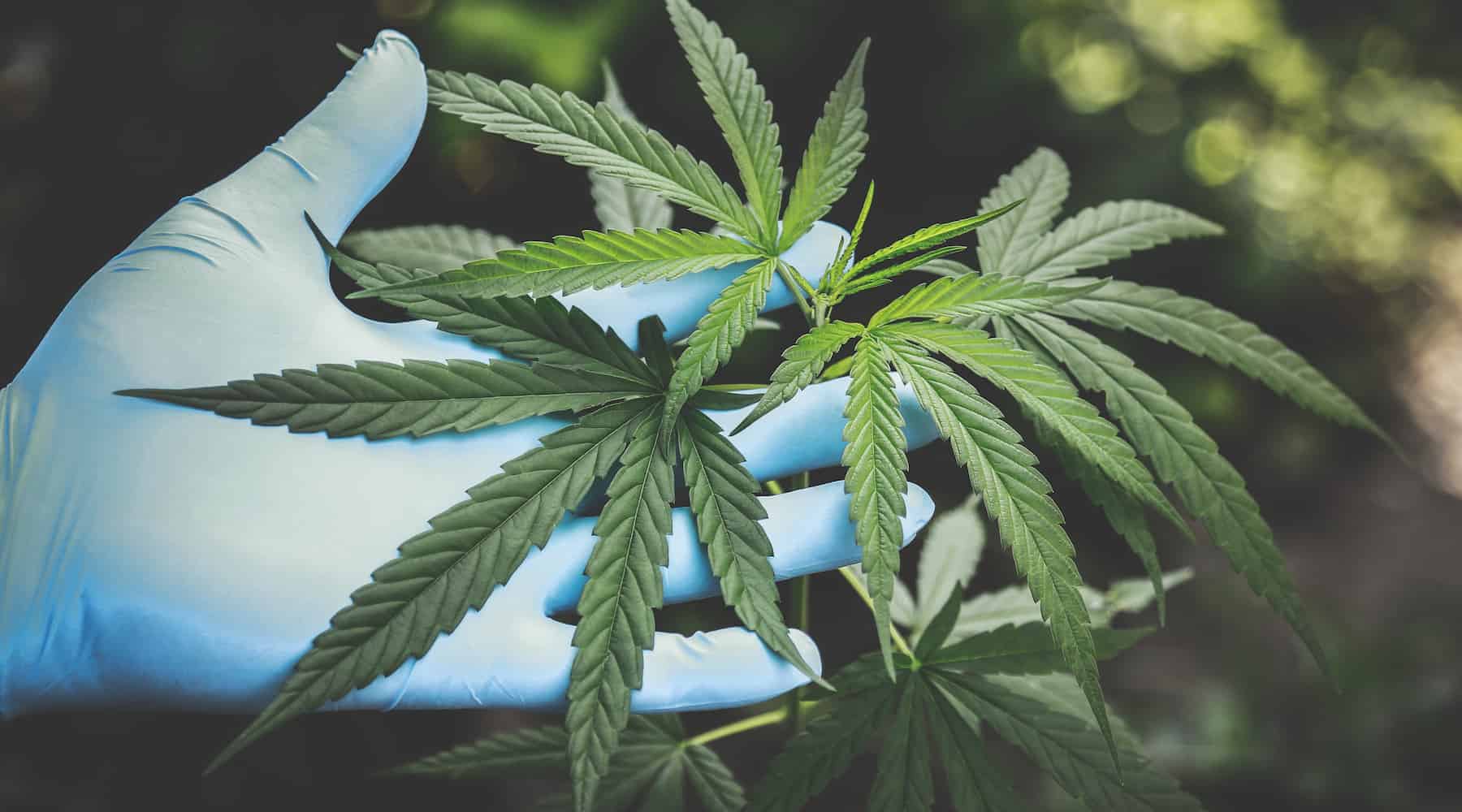 Marijuana - Smoking Herb in Italy