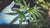 Marijuana - Smoking Herb in Italy
