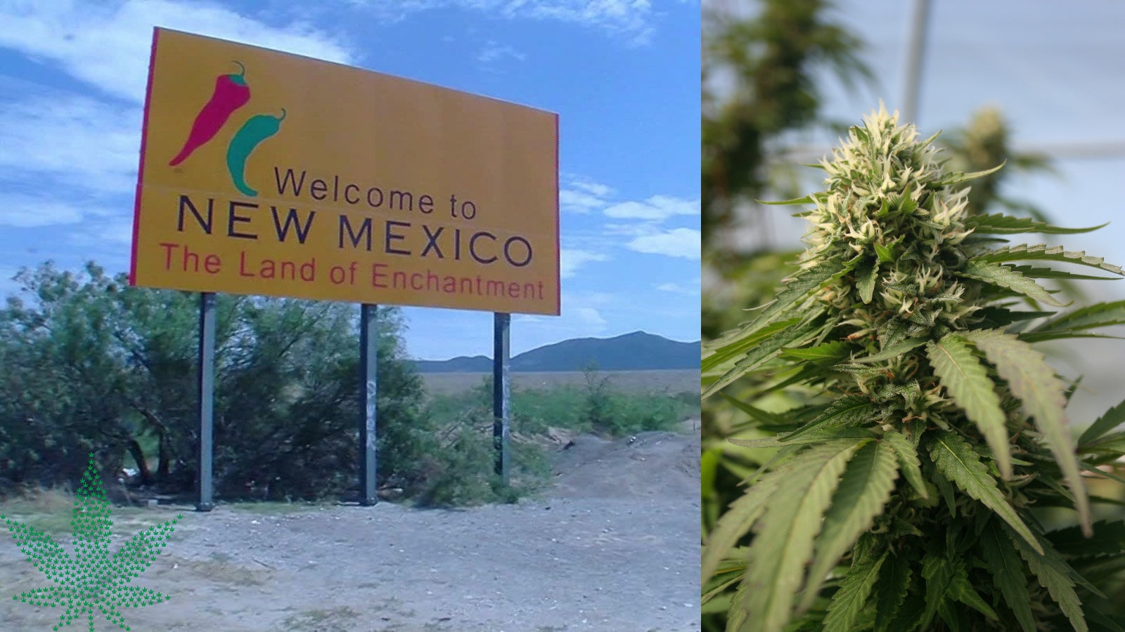 Marijuana becomes legal in New Mexico
