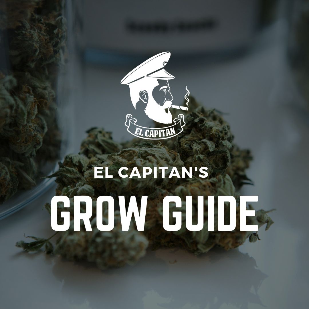 Gro Guidi How to Grow Cannabis | Cannabis Grow Guide