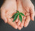 cannabis leaf in hand of person