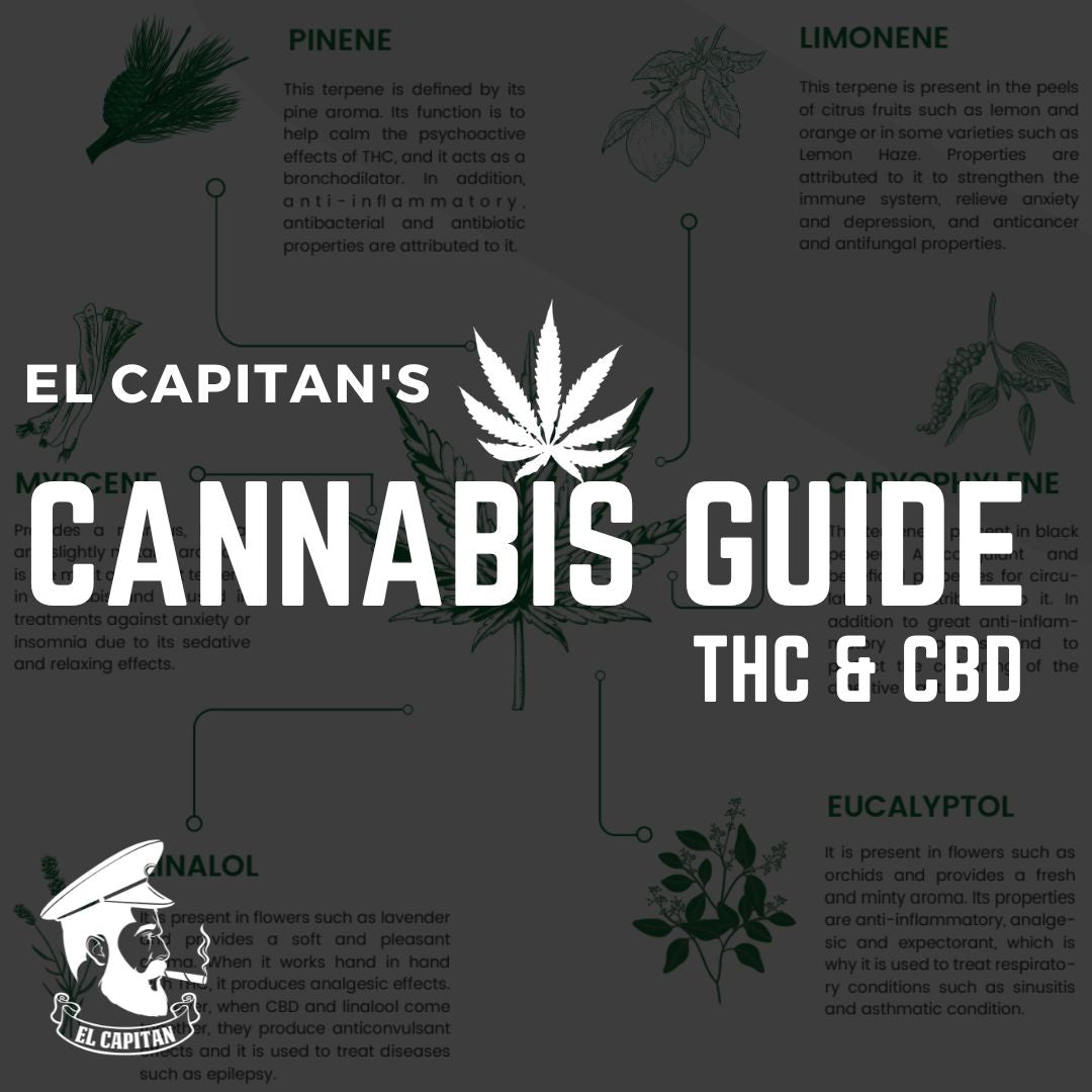 Guida alla cannabis | THC e CBD